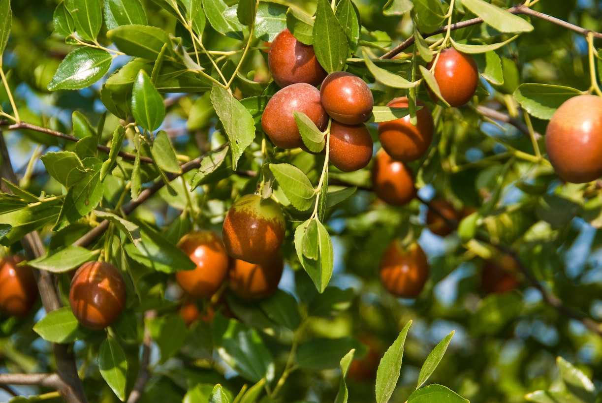 Унаби - свойства ягод дерева зизифуса, выращивание, рецепты приготовления