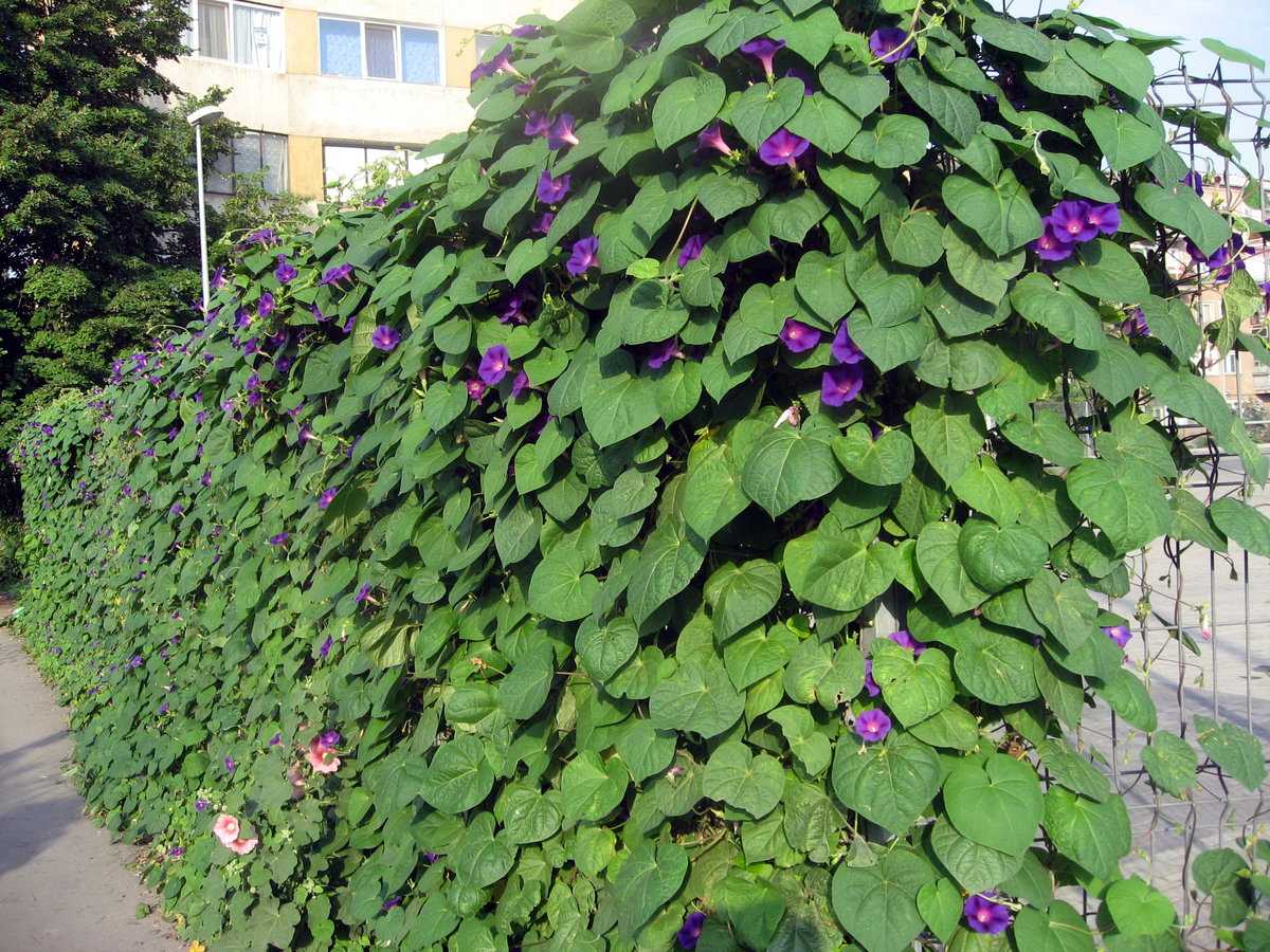 Вьющиеся растения для забора быстрорастущие - pocketflowers.ru