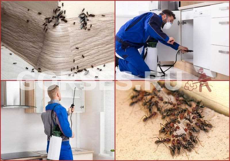 Как избавиться от муравьёв в доме: быстро и навсегда
