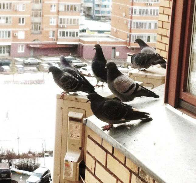 Дикие птицы в домашних условиях