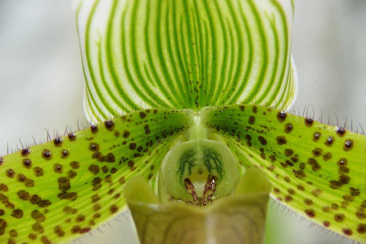 Сорта орхидеи фаленопсис: особенности классификации растения и описание новых и известных видов с крупными пятнистыми цветами и иными характеристиками