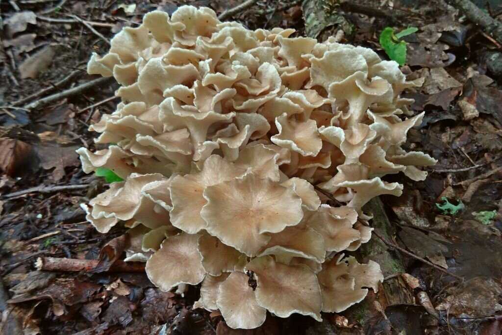Где растет полезный гриб баран (грифола курчавая или мейтаке)