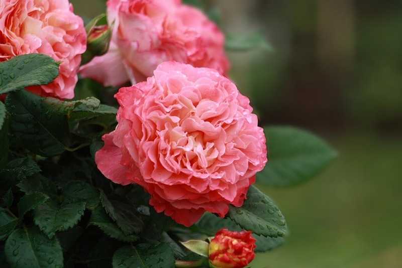 Цветы розы: морфологическое описание растения