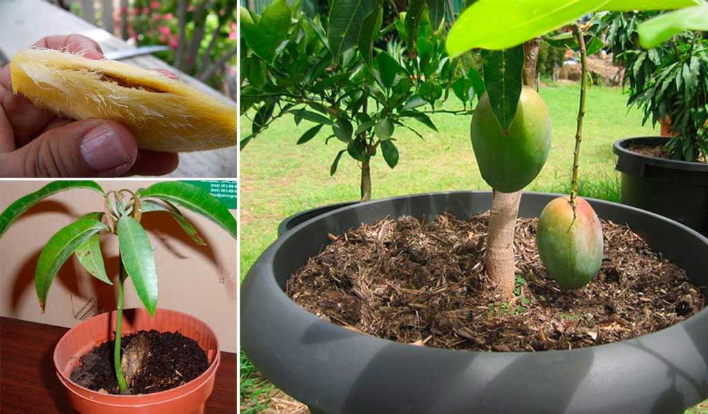 Выращивание манго из семян в домашних условиях Лучший способ Подробная инструкция по посадке, особенности ухода за растением, советы опытных садоводов с видео