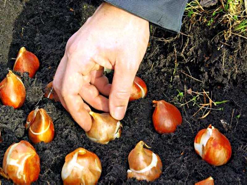 Посадка тюльпанов осенью: когда и как посадить в сибири