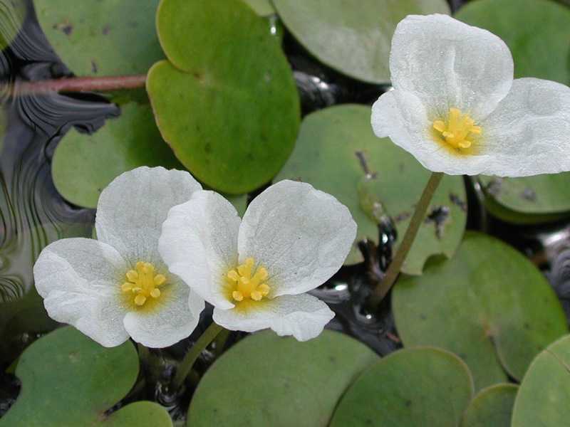 Водные растения: виды, описание, названия