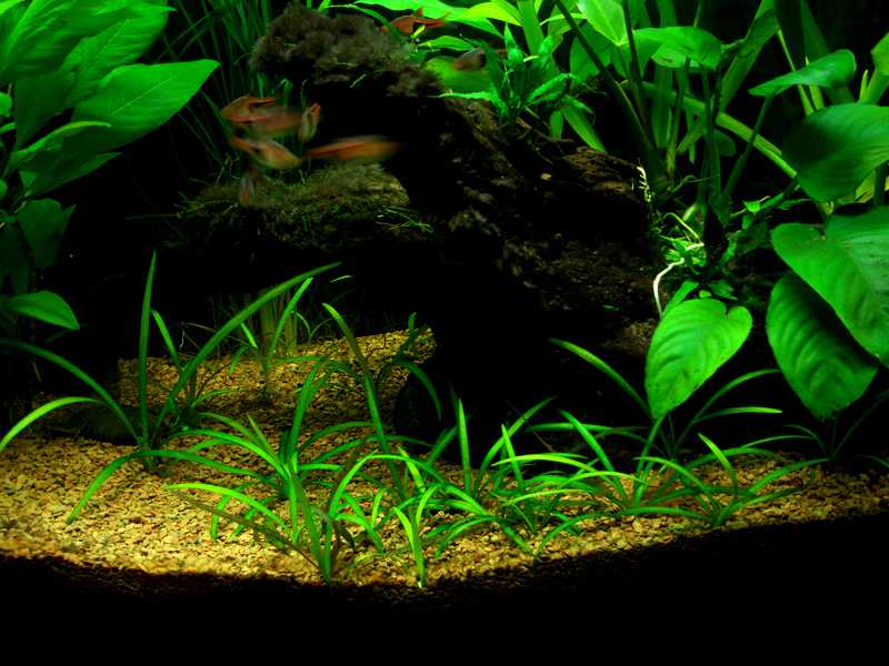 Стрелолист или сагиттария: фото, описание и содержание аквариумного растения