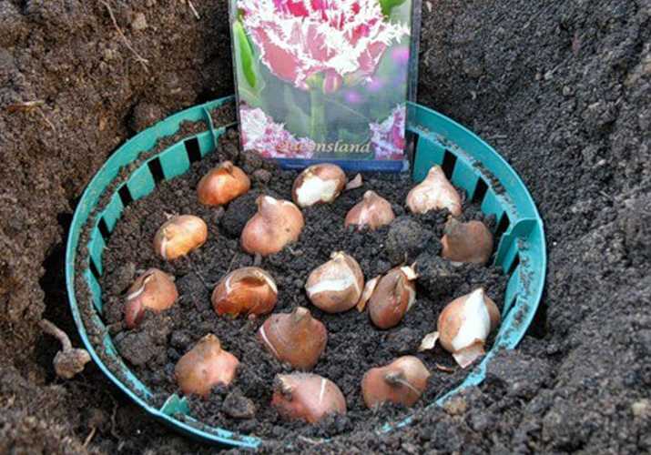 Когда сажать тюльпаны осенью: посадка под зиму в подмосковье, в каком месяце и на какую глубину посадить луковицы в грунт
