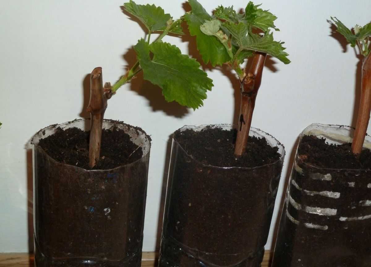 Девичий виноград: посадка и уход, пересадка вдоль забора, как вырастить