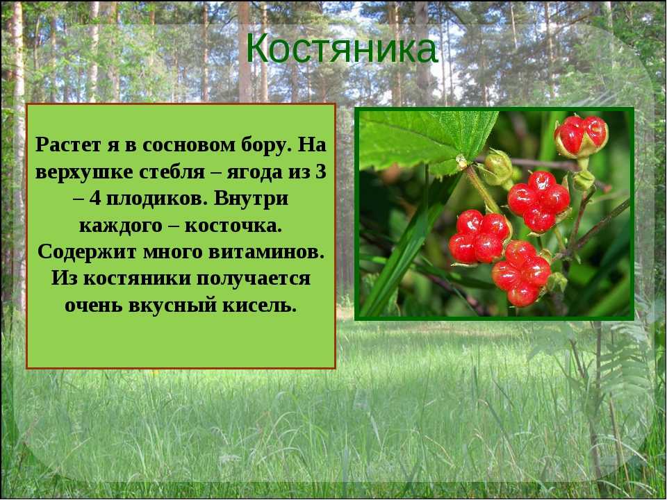 Костяника: полезные свойства ягоды и противопоказания, применение, заготовка на зиму, когда собирать красные листья