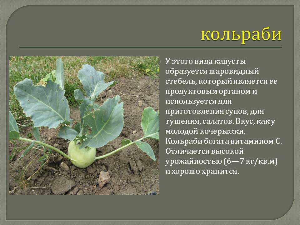 Капуста кольраби: как выращивают на открытом грунте