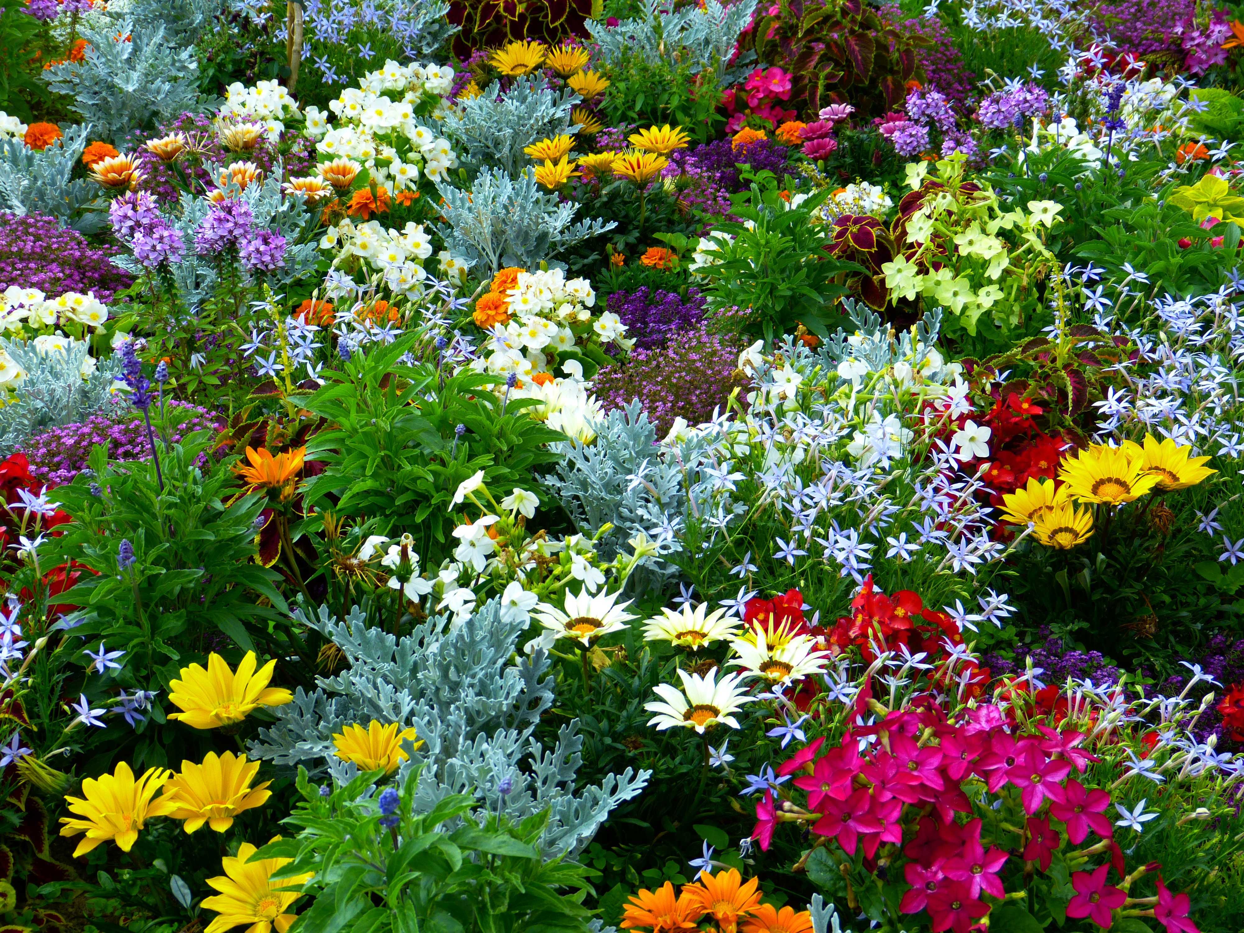 Лучшие многолетники, цветущие все лето - 10 примеров цветов с фото, названиями и описанием