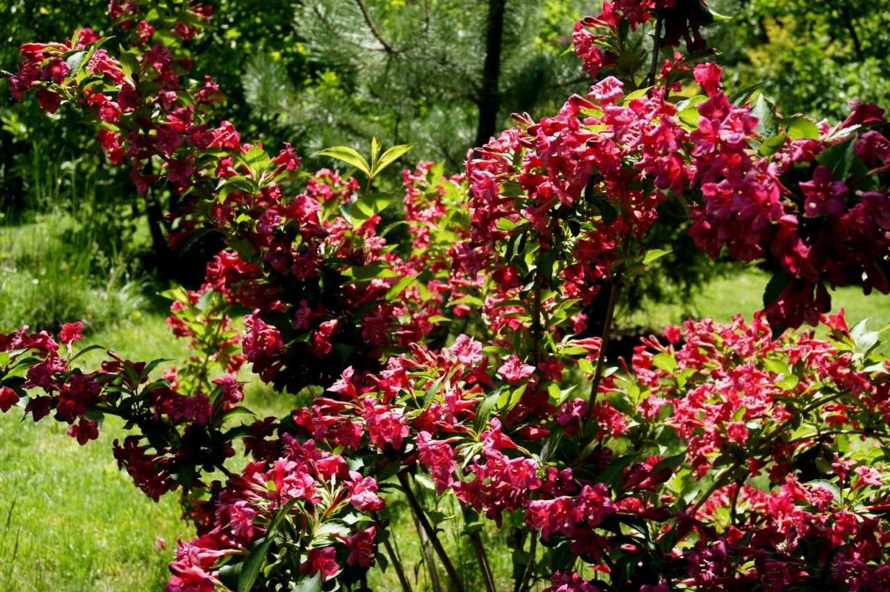 12 самых красивых зимостойких кустарников для вашего сада
