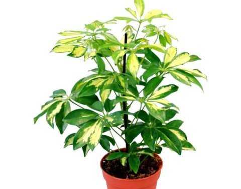 Гептаплеурум — быстрорастущее комнатное растение