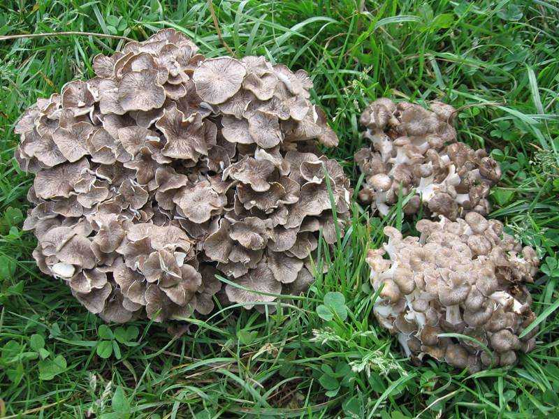 Грифола курчавая (гриб баран) - фото, описание, лечебные свойства