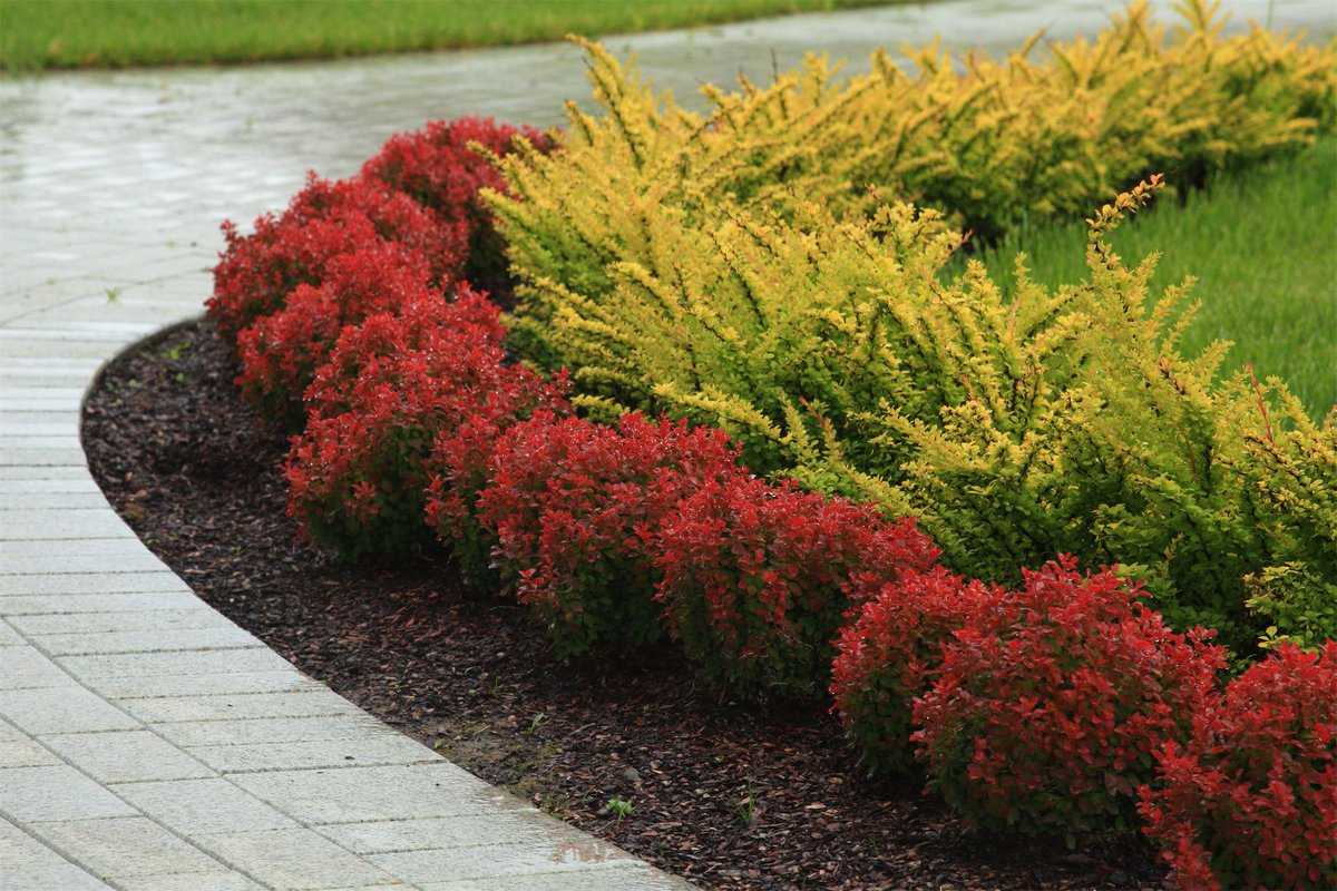 Декоративное растение барбарис Ред пиллар  является одним из самых компактных кустов Дополнительную изюминку  ему придает наличие огромного количества ягод, которые всю зиму остаются на саженце