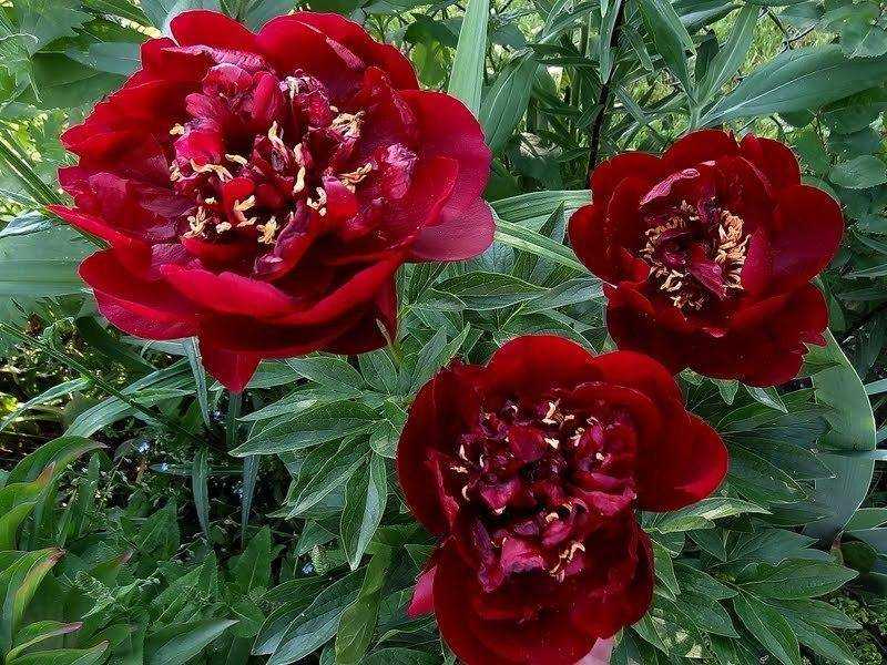 Пион бакай белл (paeonia buckeye belle) — особенности выращивания