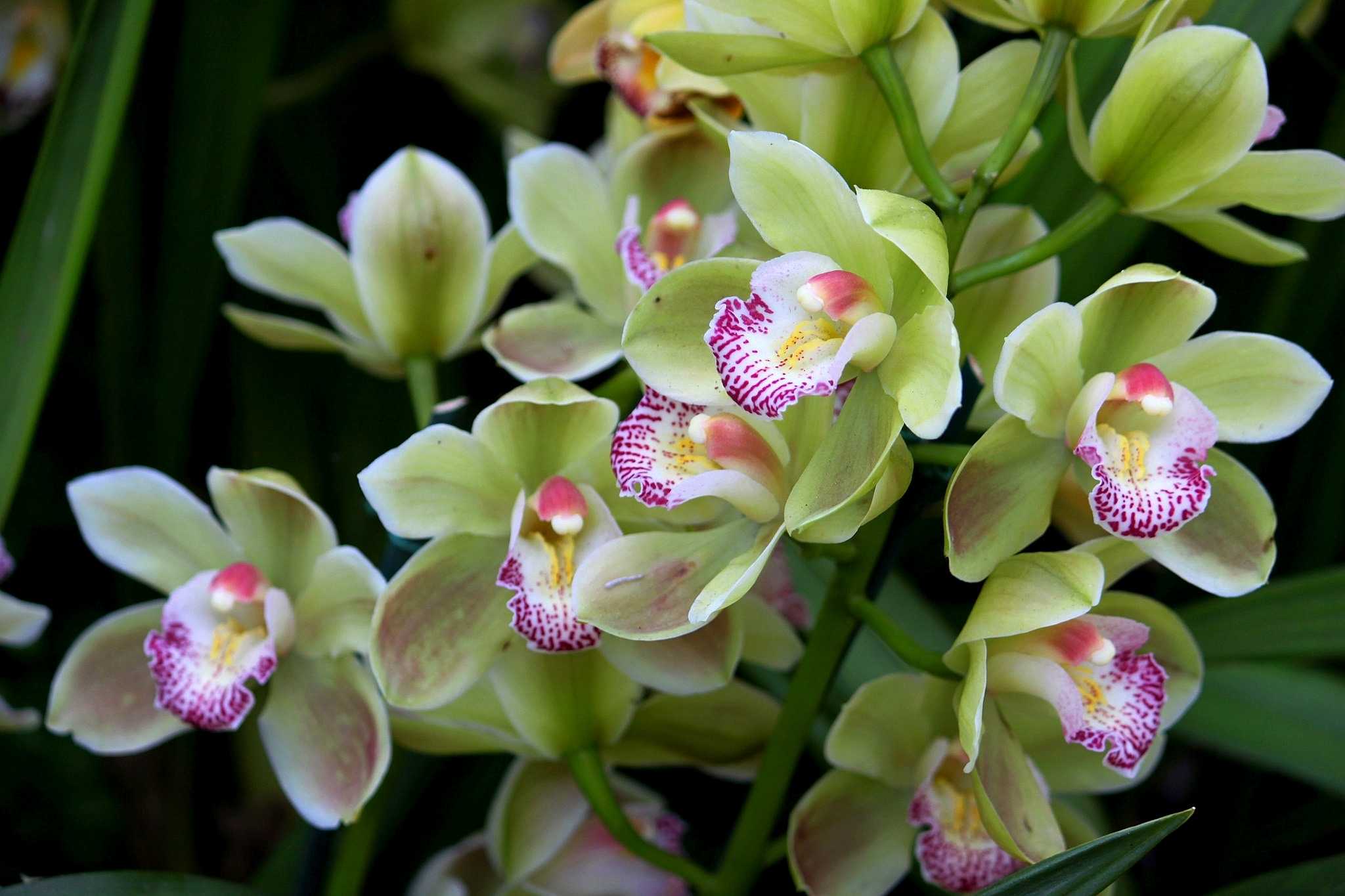 Популярные виды орхидей: описание, рекомендации по выбору сорта для выращивания - огород, сад, балкон
                                             - 24 октября
                                             - 43683515110 - медиаплатформа миртесен