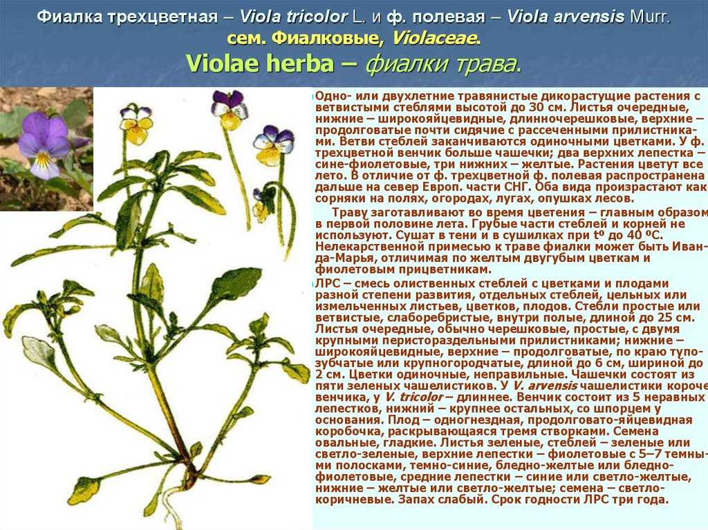 Фиалка виола виттрока: сорта, выращивание, фото