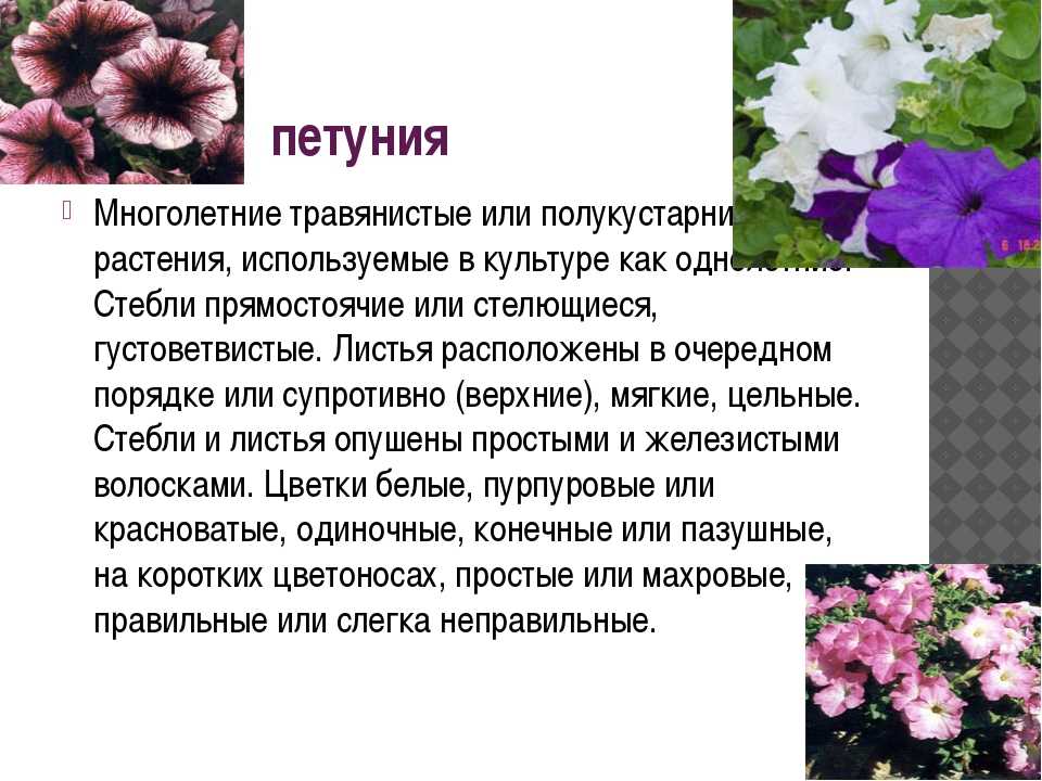 Цветок петуния – выращивание из семян, посадка и уход за петунией в открытом грунте, виды и сорта петунии