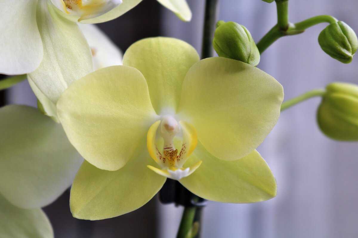 Зеленые орхидеи: фото и сорта, цветение в горшке и видео от специалистов