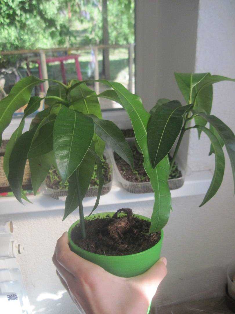 Как вырастить манго в домашних условиях