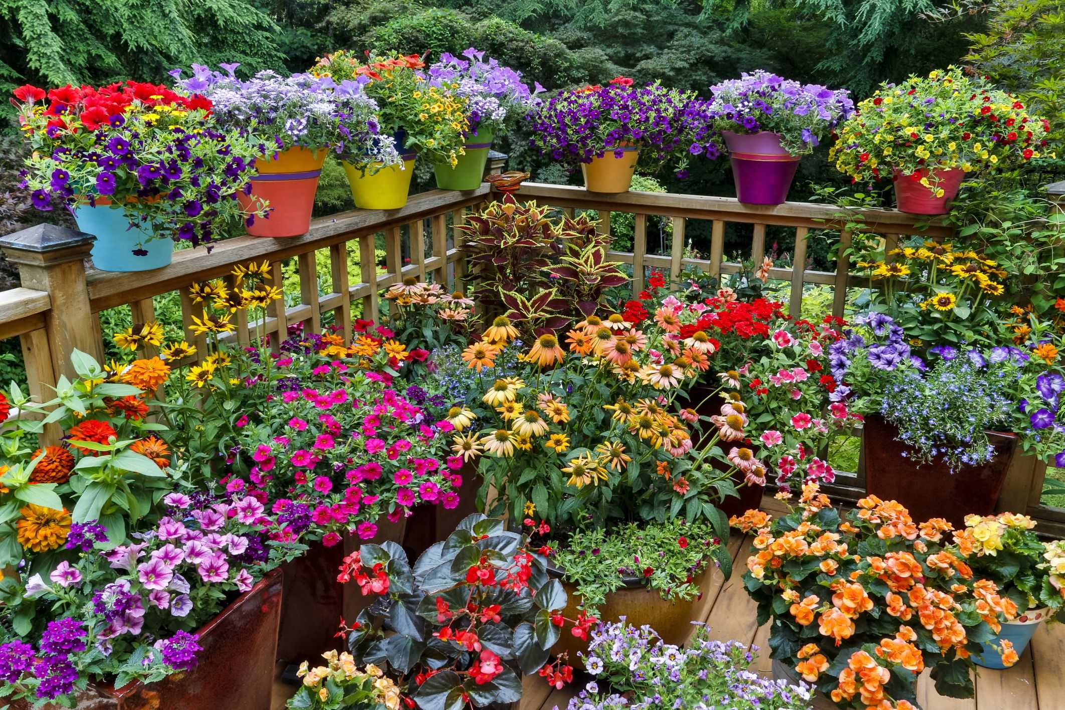 Черенкование садовых растений: как легко и просто размножить цветы и кустарники