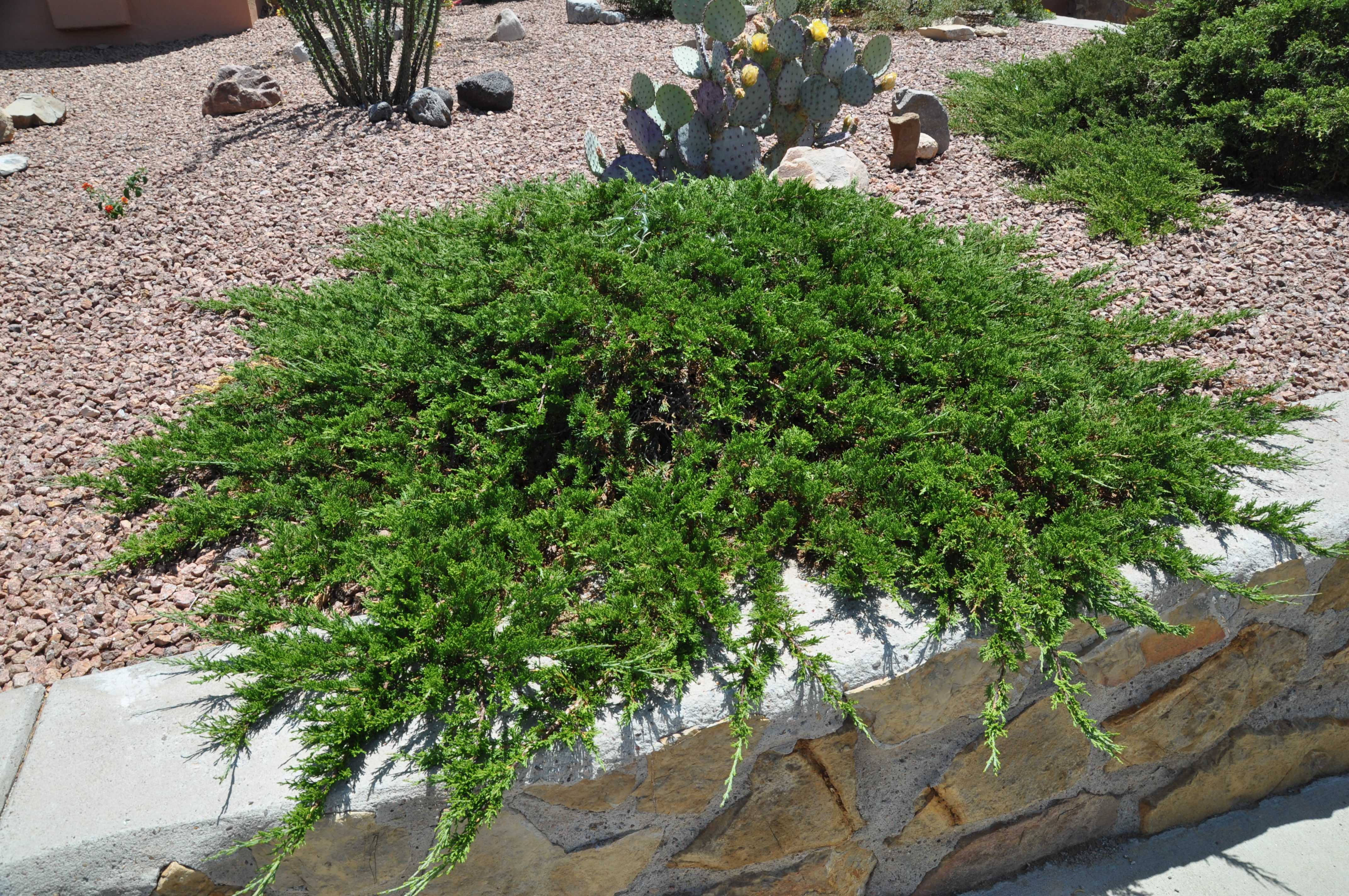 Можжевельник казацкий тамарисцифолия (tamariscifolia): описание и фото, использование в ландшафтном дизайне сада, посадка и уход - ваш дачный участок