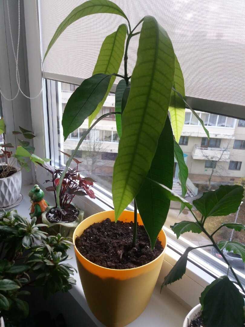 Как вырастить манго из косточки в домашних условиях в горшке: от посадки до ухода за деревом