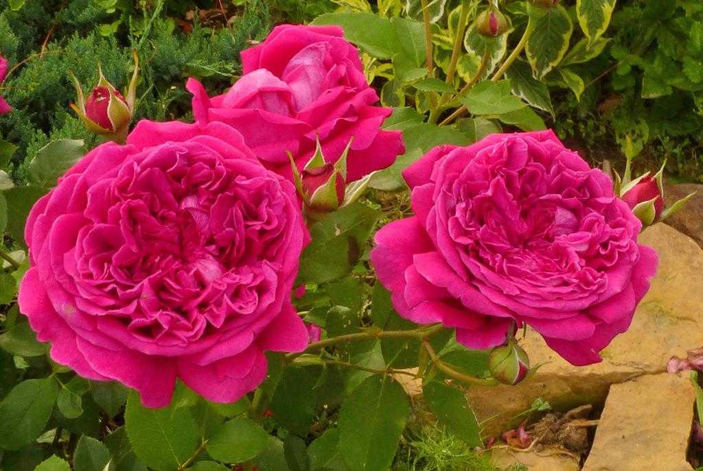 ✅ цветы розы: морфологическое описание растения - сад62.рф
