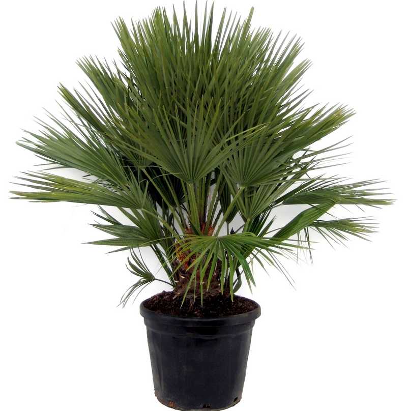 Комнатное растение название пальмы. Хамедорея и Хамеропс. Хамеропс приземистый. Хамеропс Chamaerops (90). Хамеропс Chamaerops (60 см).