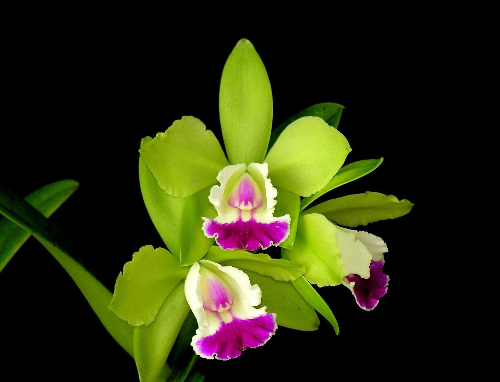 Зеленые орхидеи: обзор 10 необычных сортов для вашего подоконника, в том числе популярные фаленопсисы зеленое яблоко, виоланс альба, дендробиум анна грин и другие