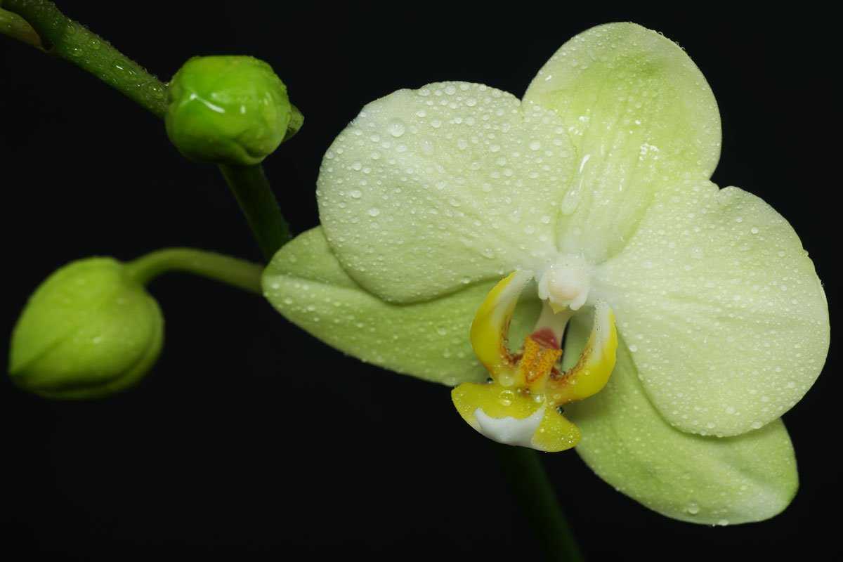Многообразие тропического цветка — все об орхидее фаленопсис