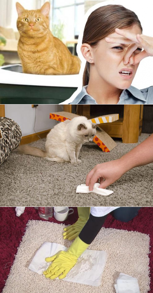 Запах кошачьей мочи на ковре: как избавиться разными способами
