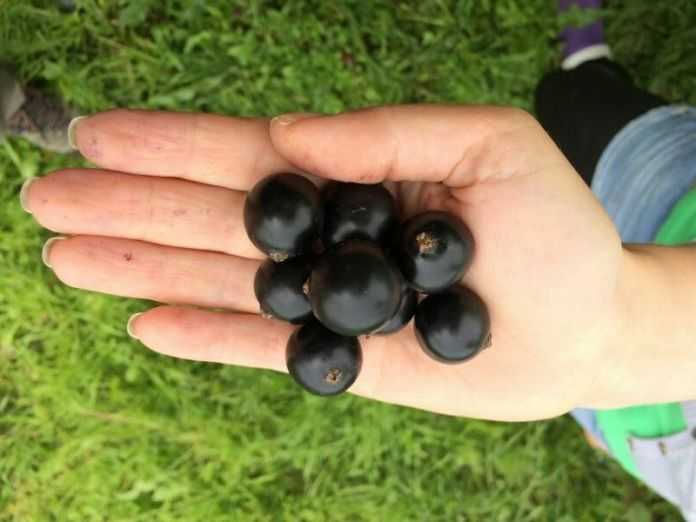 Витаминная черная смородина: самые сладкие, крупноплодные, урожайные сорта