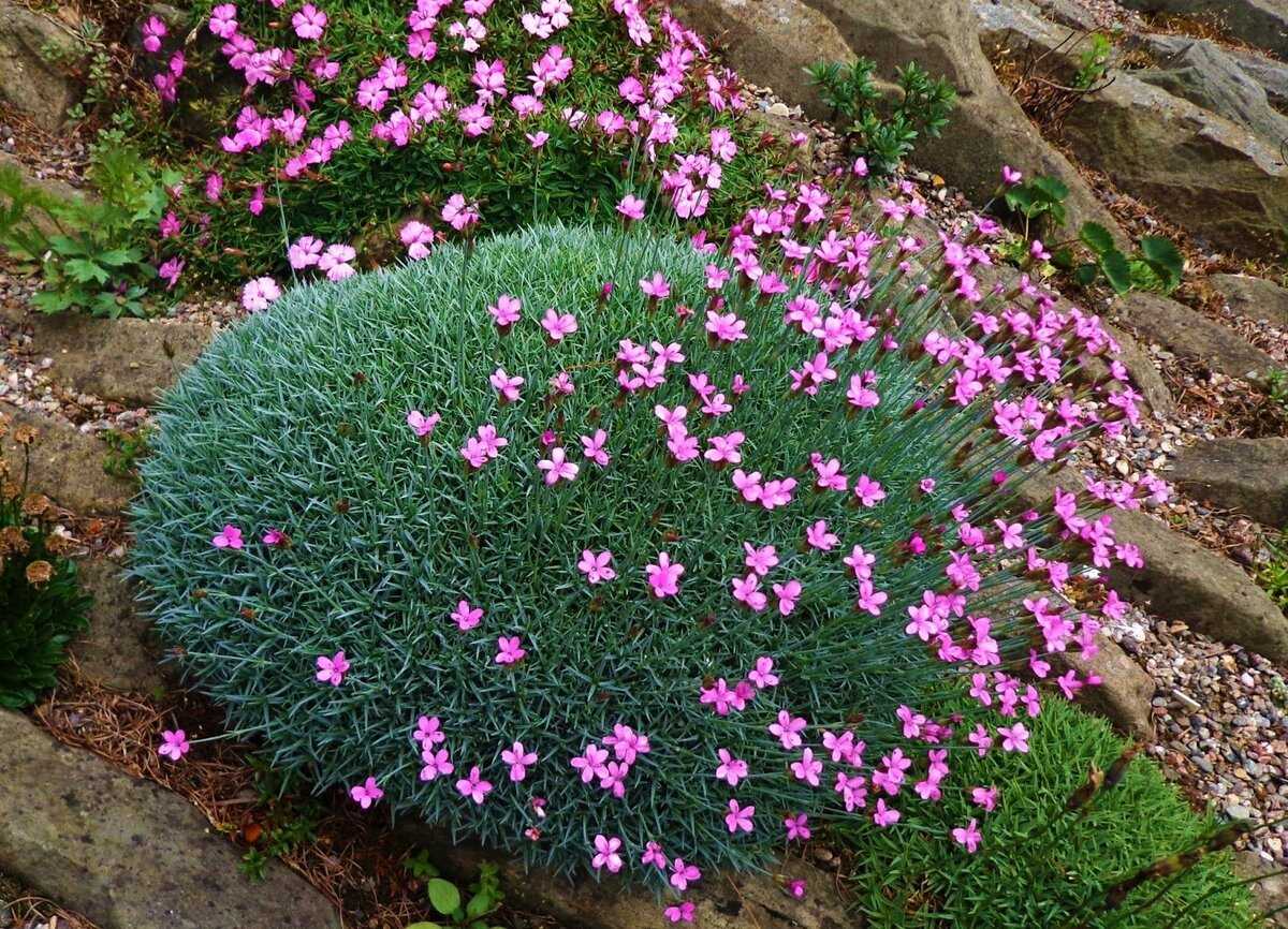 Гвоздика альпийская  — это невысокое многолетнее растение с ярко-розовыми цветками  Представители семейства полностью оправдывают свое название,  предпочитая селиться на высоте 1000–2000 метров В диком виде встречаются на склонах восточных Альп,  в горах