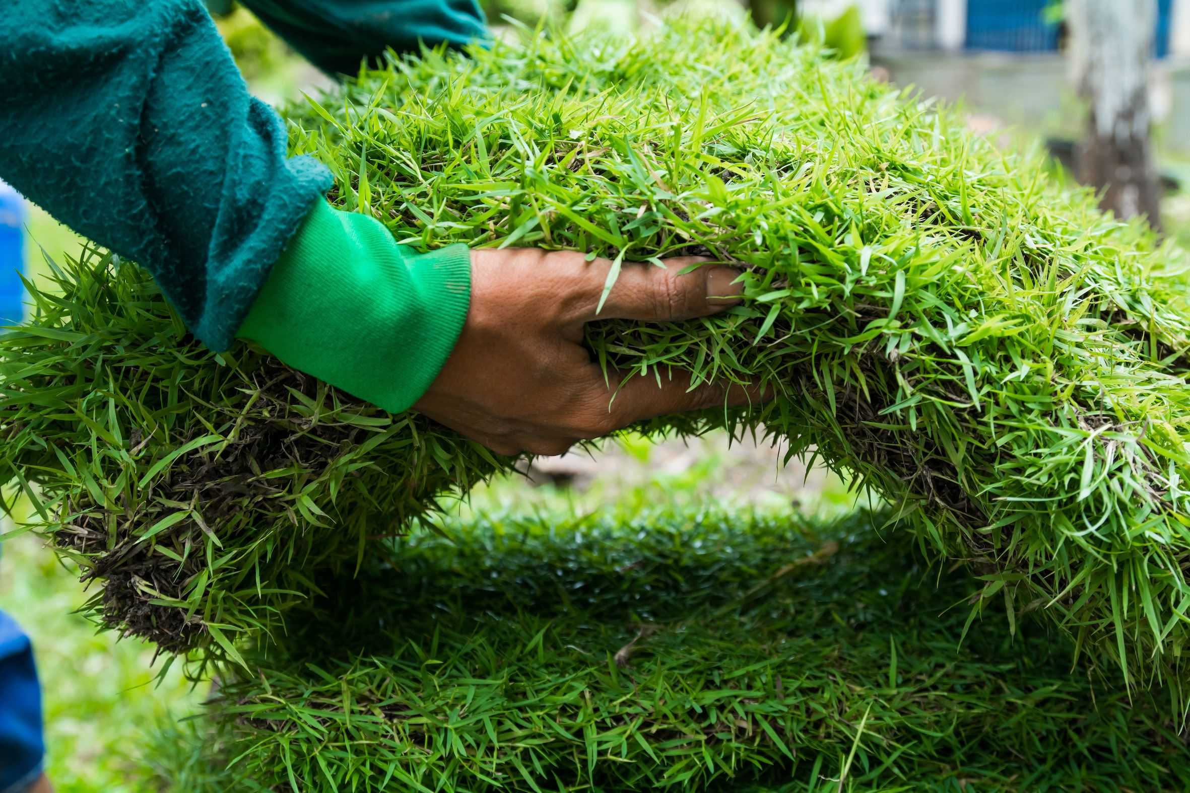 Как выбрать газонную траву для дачи — топ-5 лучших и рекомендации по выбору