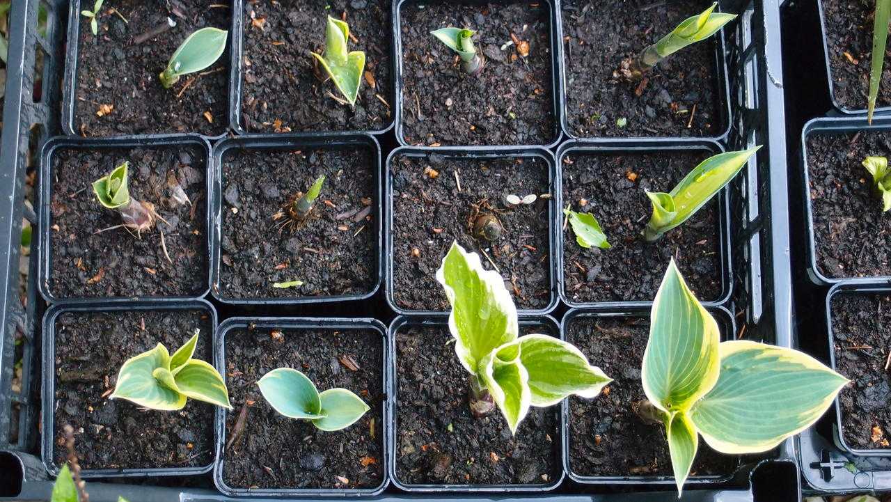 Хоста из семян: как вырастить красавицу сада | огородник