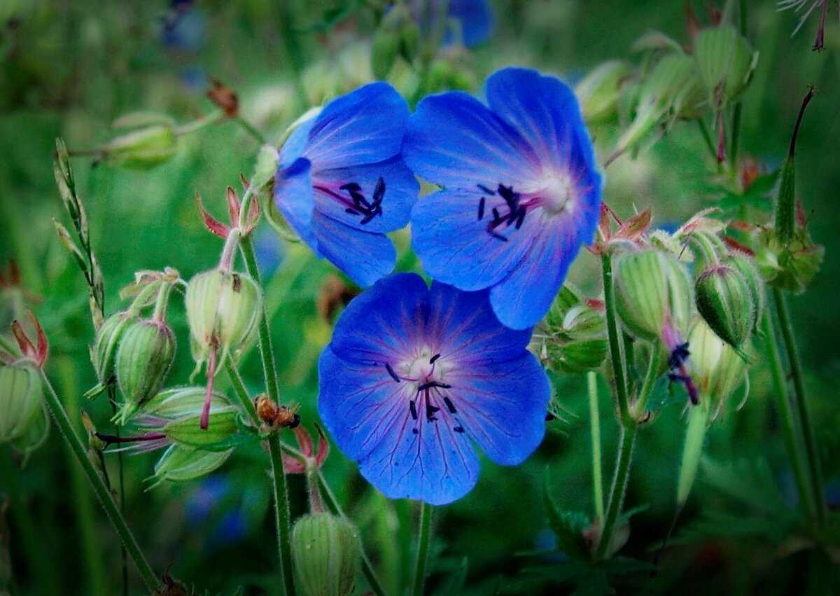Полевые сиреневые цветы - pocketflowers.ru