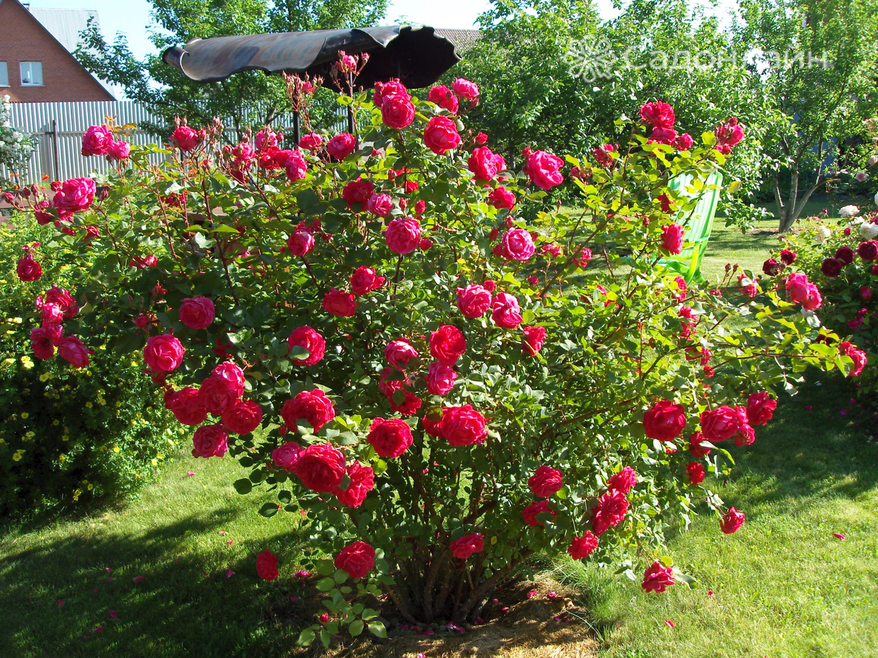 Выращивание роз в саду и уход за ними