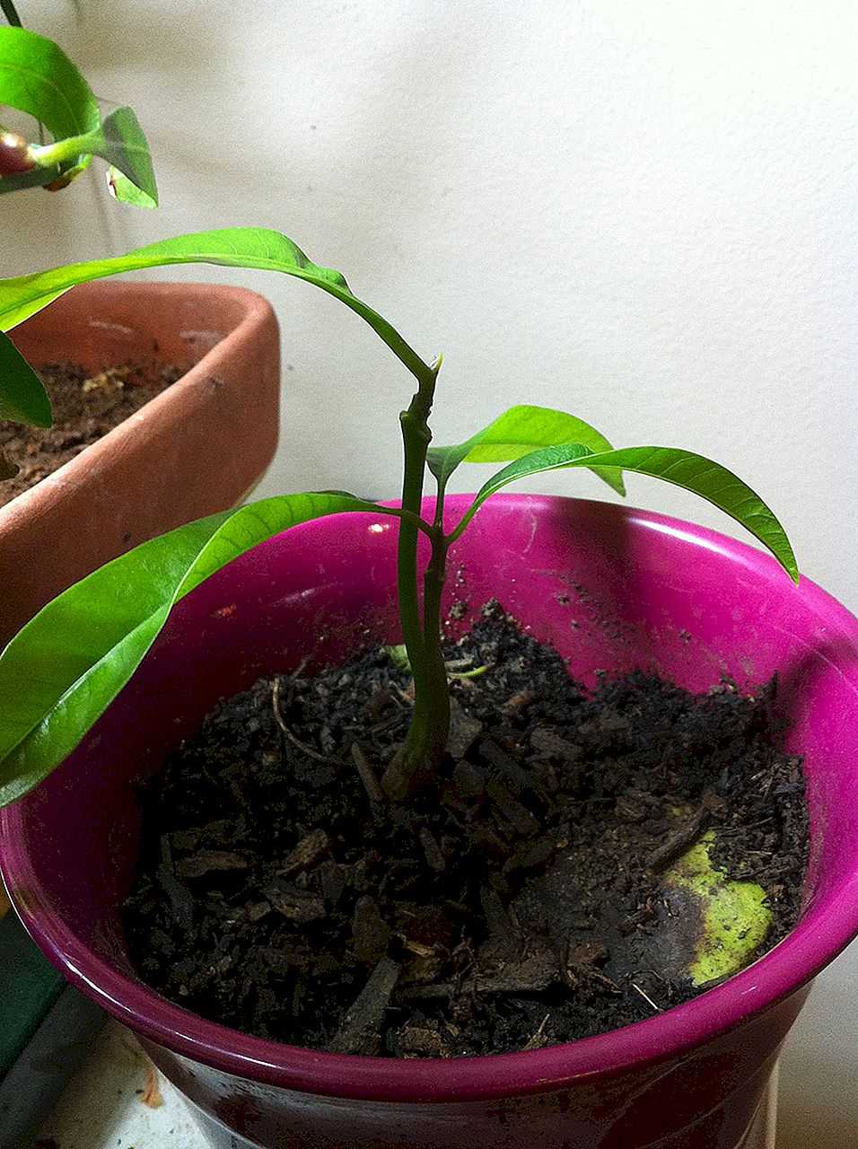 Тропическое дерево в домашних условиях: как вырастить манго из косточки