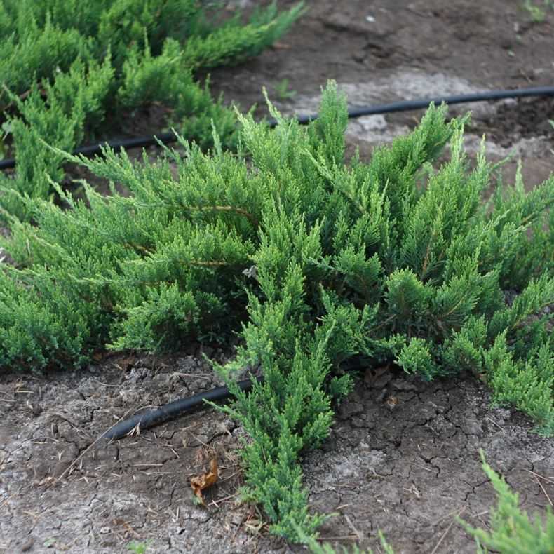 Можжевельник тамарисцифолия (tamariscifolia): фото, описание, отзывы, посадка и уход, размножение