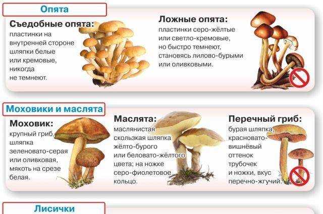 Опенок летний – описание гриба, опасные двойники
