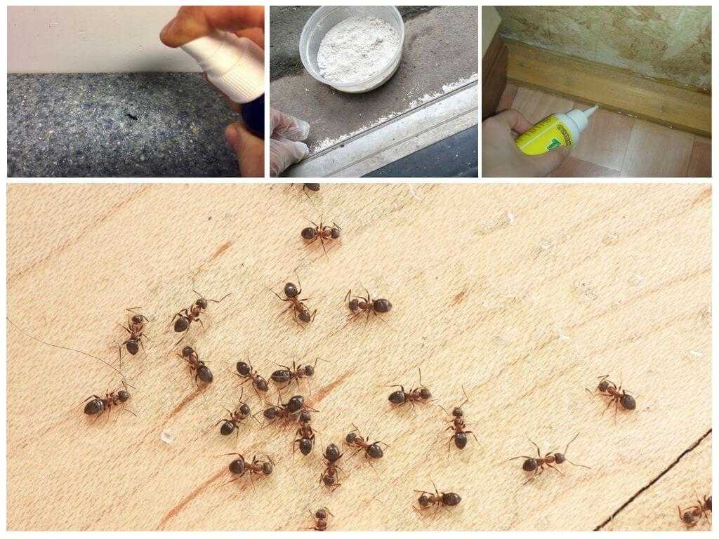 Как вывести муравьев из дома: 100 фото лучших способов и методов вывода насекомых