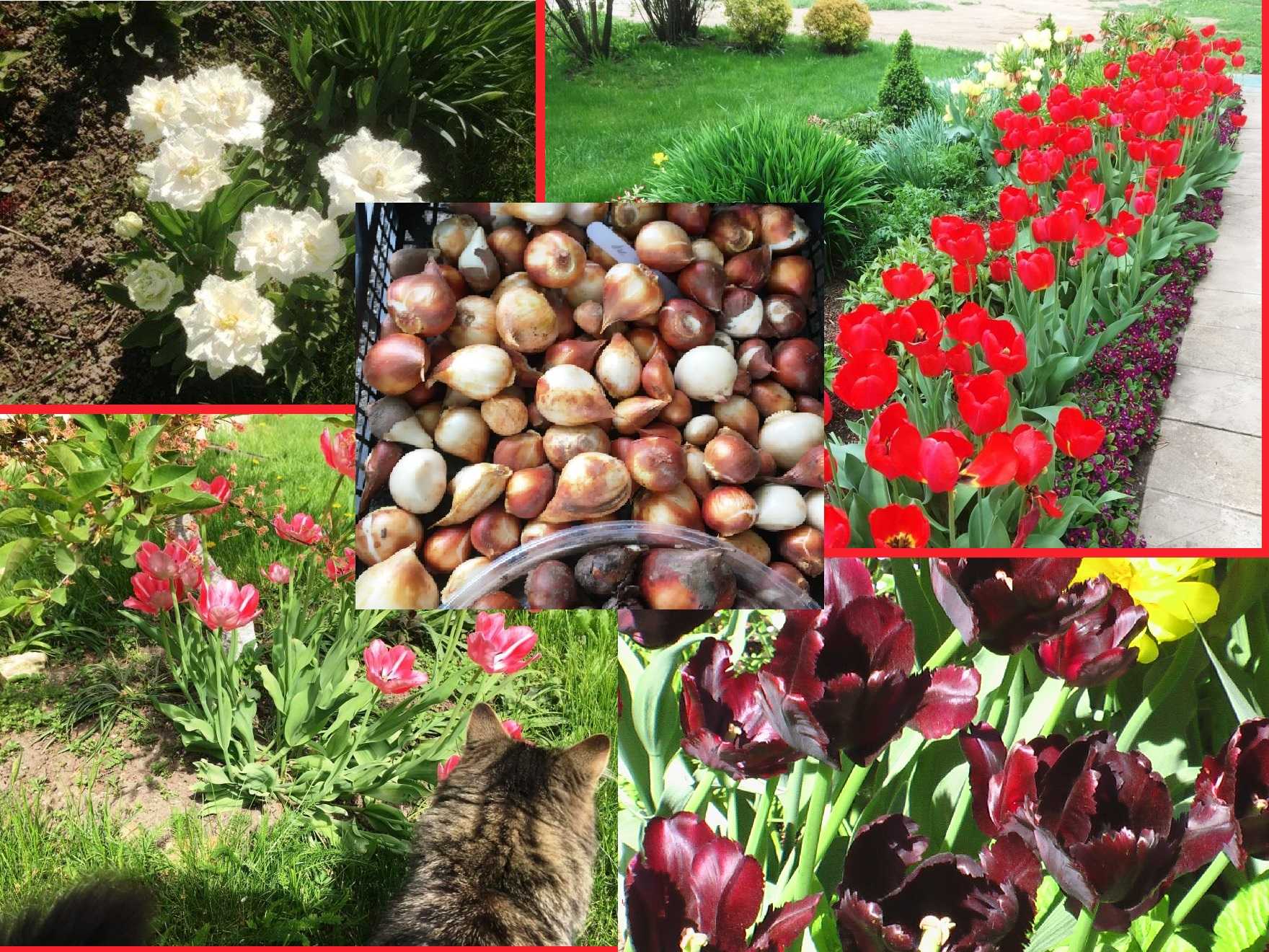 Тюльпаны: основные принципы выращивания | cельхозпортал