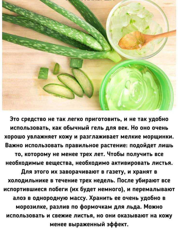 Алоэ — лечебные виды и эффективные рецепты применения. фото — ботаничка.ru