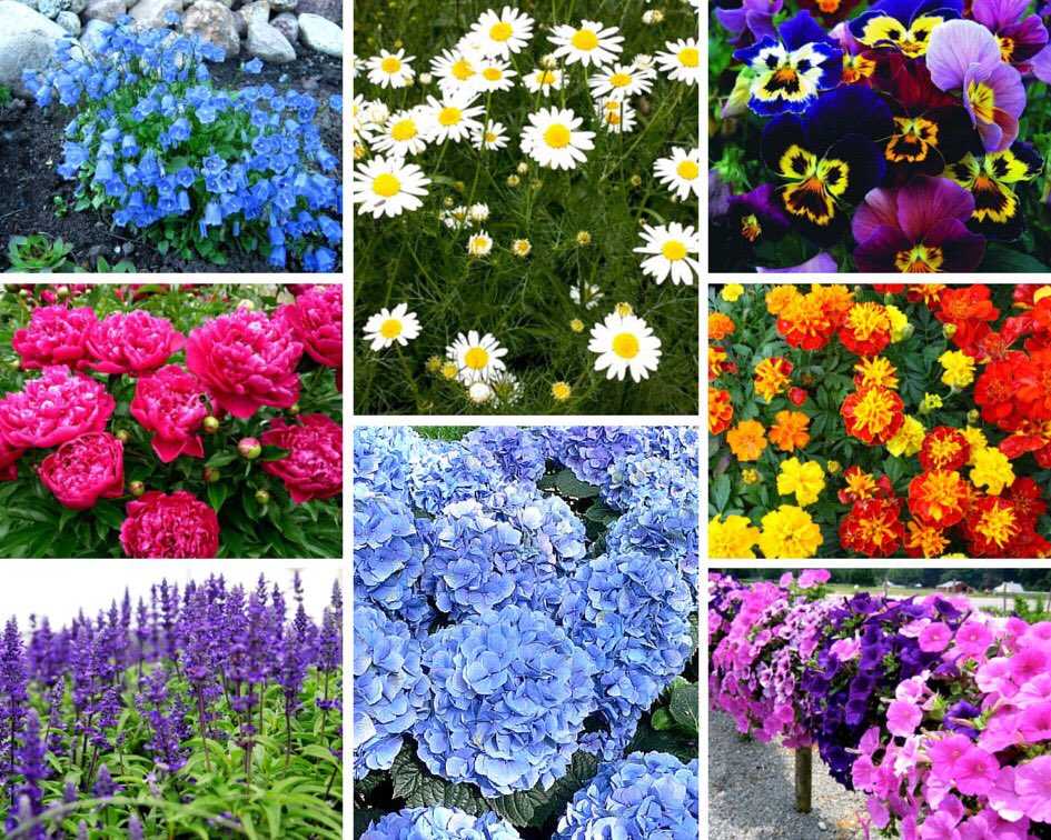 Растения с голубыми цветками для дачи и дома Оценка однолетних, двухлетних, многолетних цветов с фото и описанием 64 Топ-64 популярных растений с синими цветами