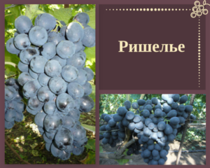 Девичий виноград: посадка и уход за диким виноградом на даче