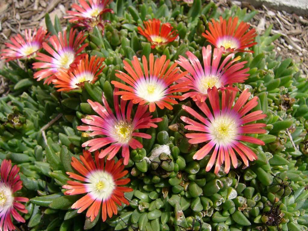 Цветы остеоспермум: как выглядят на фото, выращивание из семян, посадка и уход в открытом грунте
