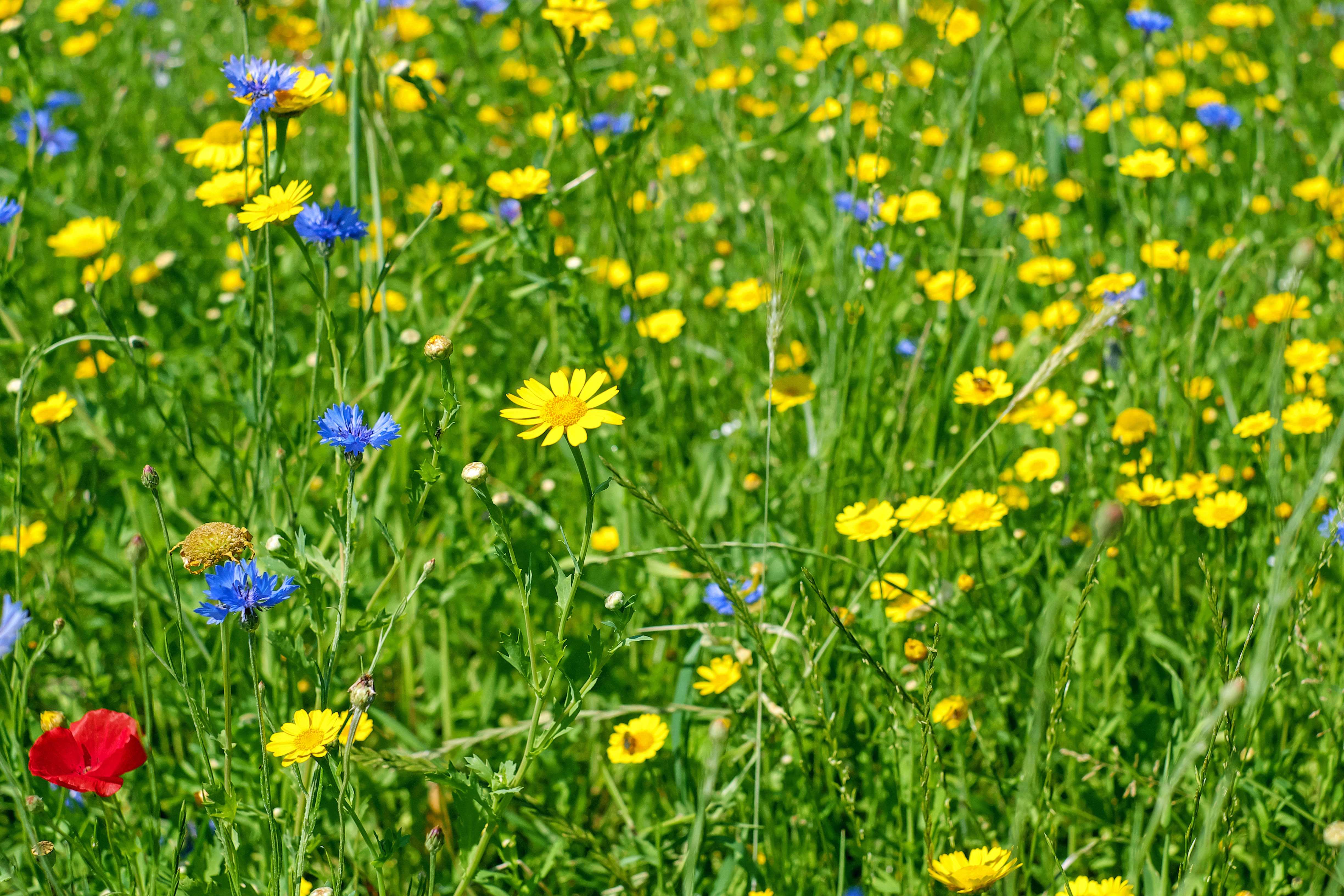Характеристика полевые растения — описание 4 видов луговых трав